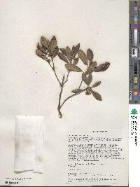 Arctostaphylos bicolor image