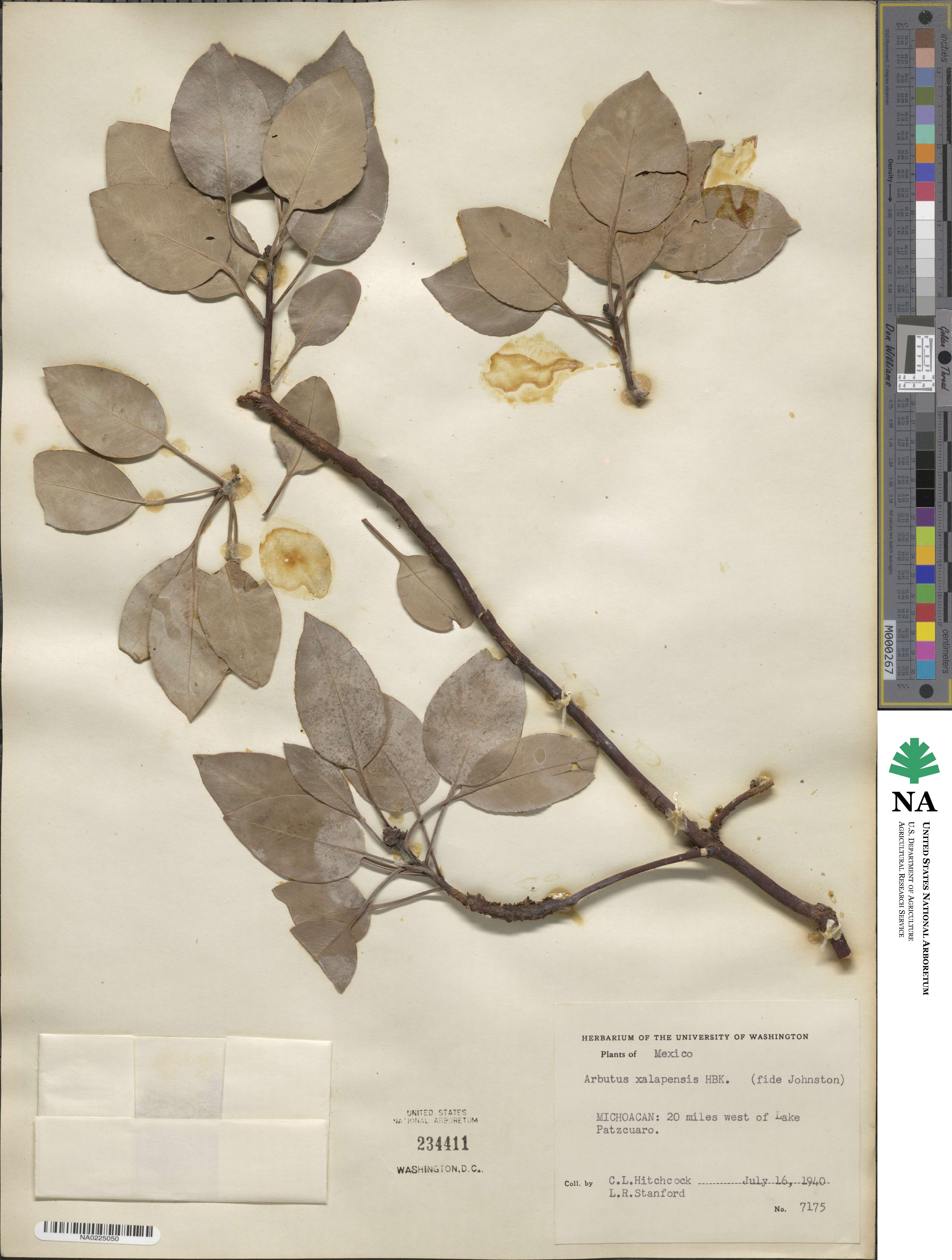 Arbutus xalapensis image