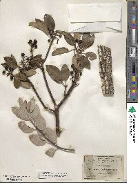 Arbutus xalapensis image