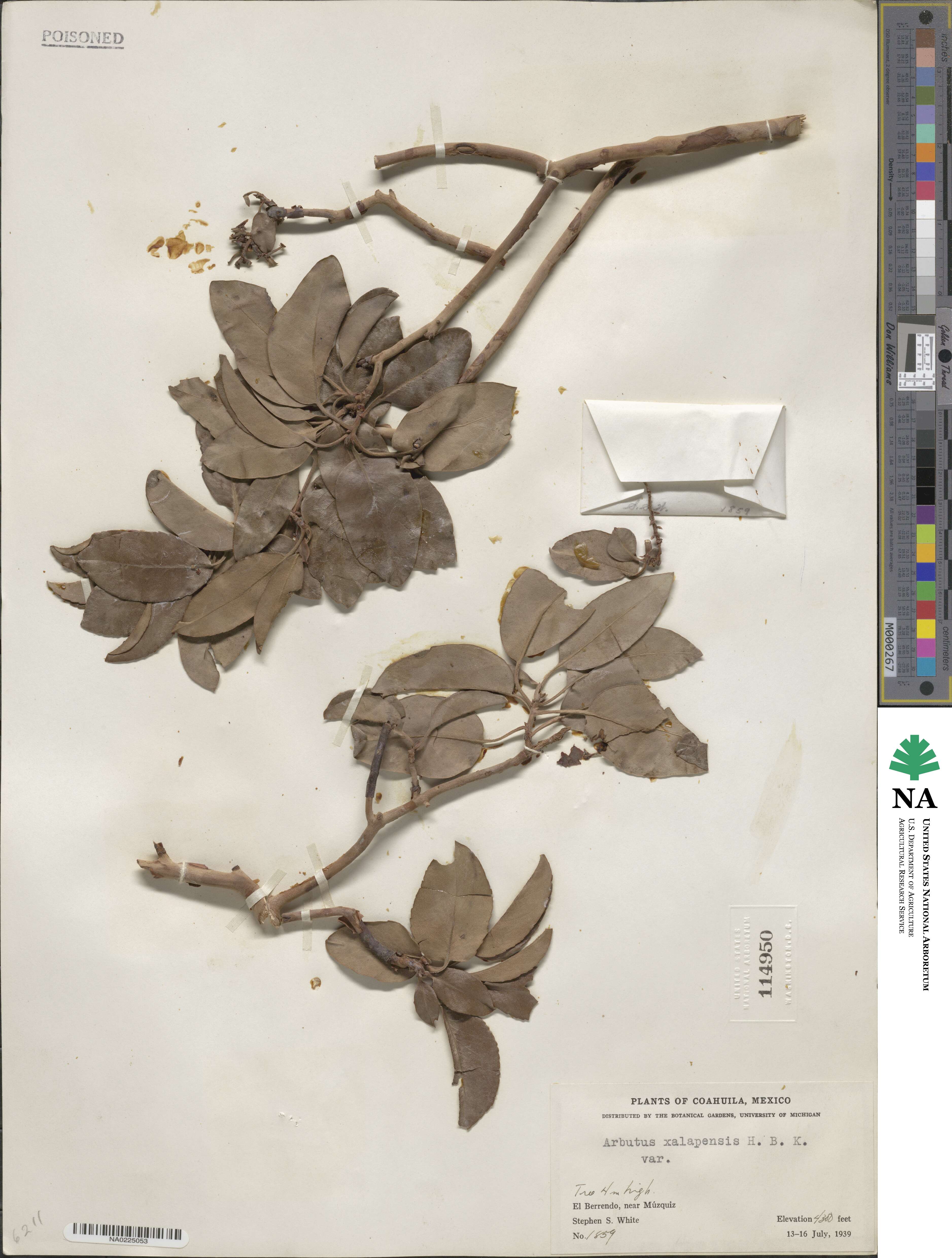 Arbutus image