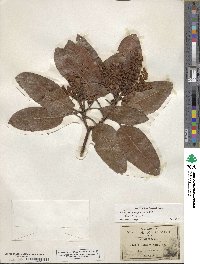 Arbutus xalapensis image