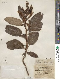 Arbutus xalapensis image