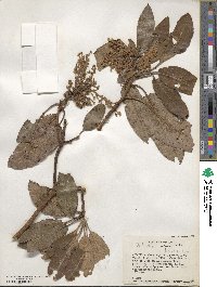 Arbutus xalapensis image