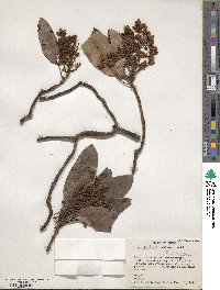 Arbutus xalapensis image