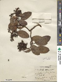 Arbutus xalapensis image