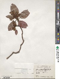 Arbutus xalapensis image