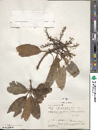 Arbutus xalapensis image