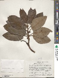 Arbutus xalapensis image