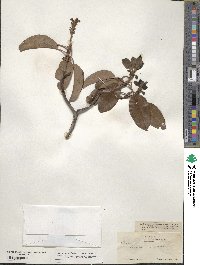 Arbutus xalapensis image