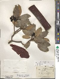 Arbutus xalapensis image