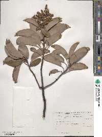 Image of Arbutus andrachne