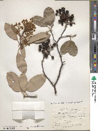 Arbutus andrachne image