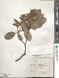 Arbutus andrachne image