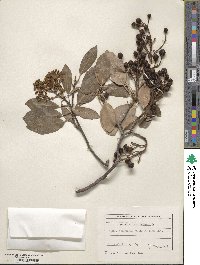 Arbutus andrachne image