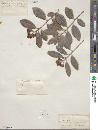 Arbutus andrachne image