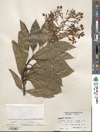 Arbutus canariensis image