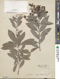 Arbutus canariensis image