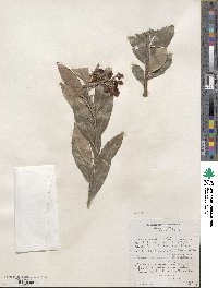 Arbutus canariensis image