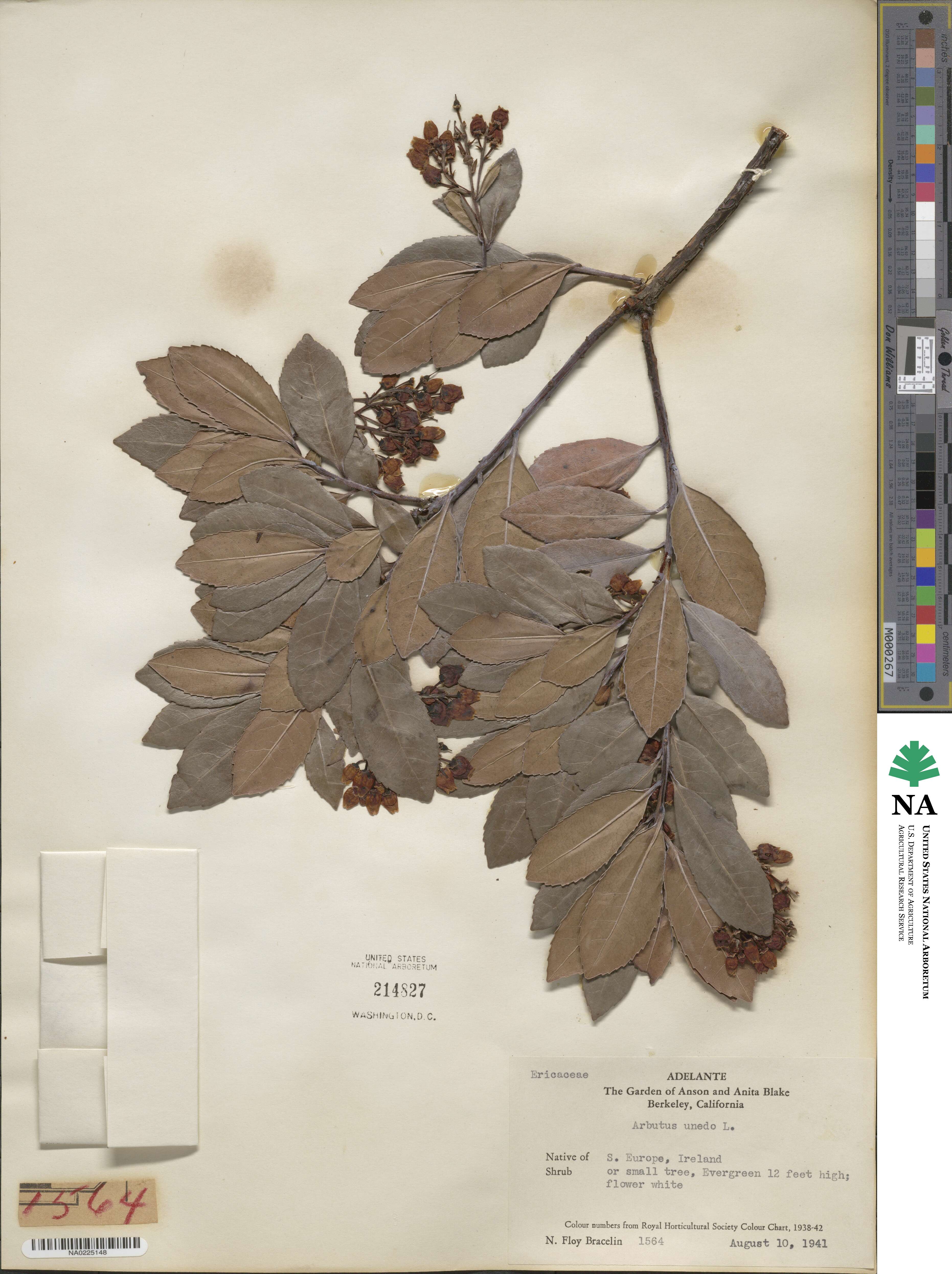 Arbutus unedo image