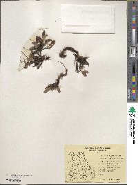 Arctostaphylos uva-ursi image