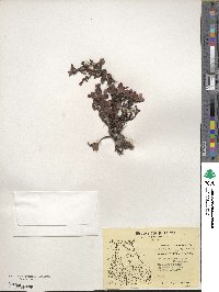 Arctostaphylos uva-ursi image