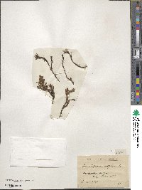 Arctostaphylos uva-ursi image