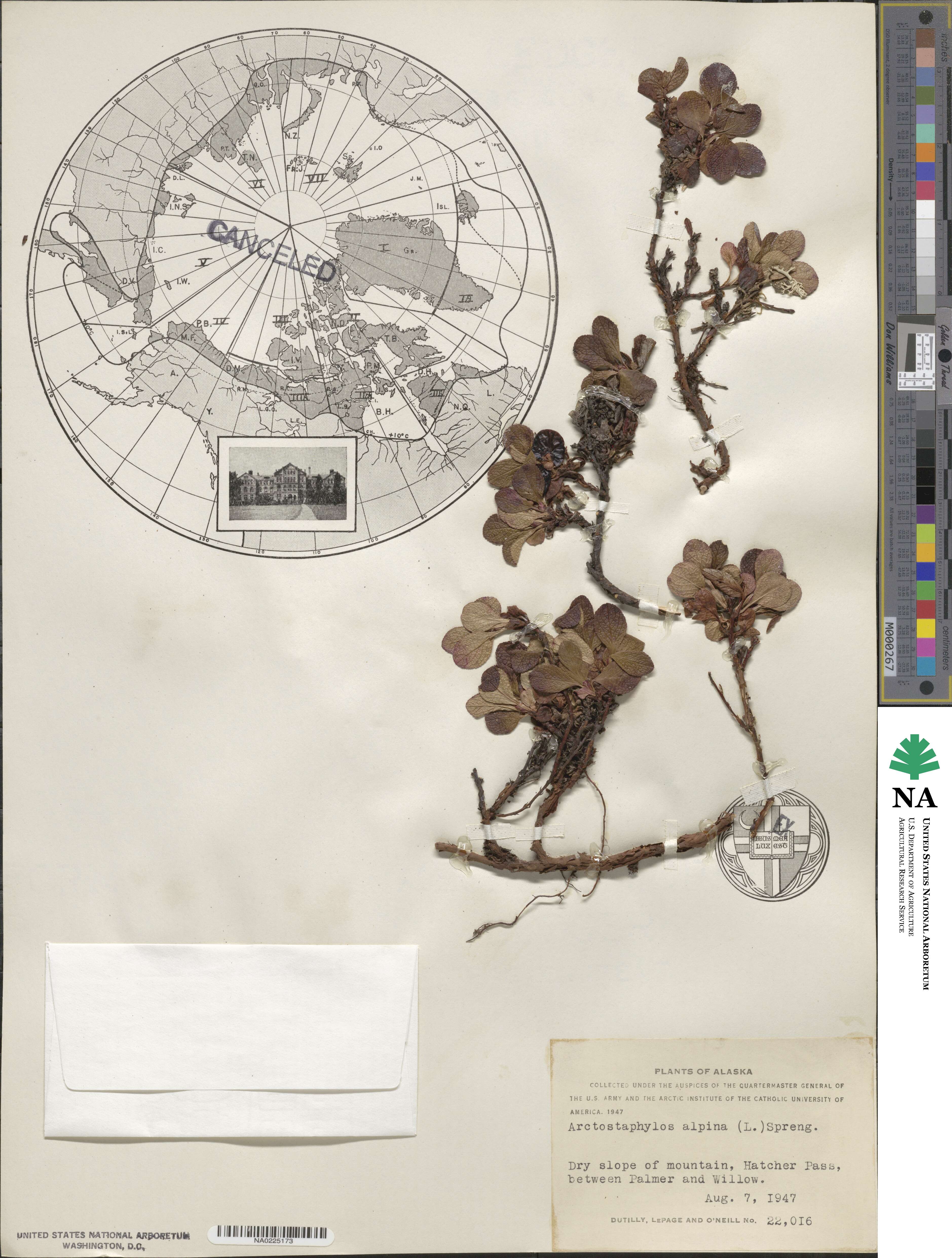 Arctostaphylos uva-ursi image