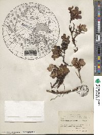 Arctostaphylos uva-ursi image