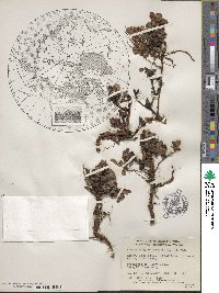 Arctostaphylos uva-ursi image