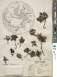 Arctostaphylos uva-ursi image