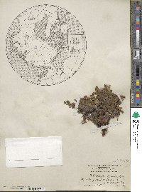 Arctostaphylos uva-ursi image