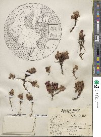 Arctostaphylos uva-ursi image