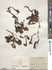 Arctostaphylos uva-ursi image