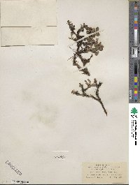 Arctostaphylos uva-ursi image