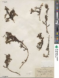 Arctostaphylos uva-ursi image