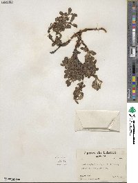 Arctostaphylos uva-ursi image