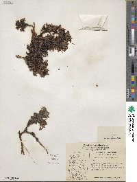 Arctostaphylos uva-ursi image