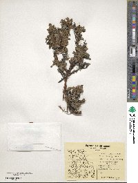 Arctostaphylos uva-ursi image