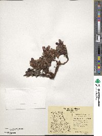 Arctostaphylos uva-ursi image