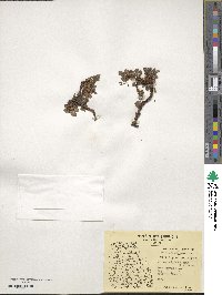 Arctostaphylos uva-ursi image