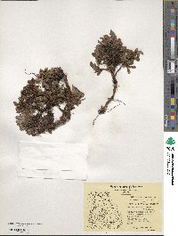 Arctostaphylos uva-ursi image