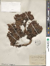 Arctostaphylos uva-ursi image