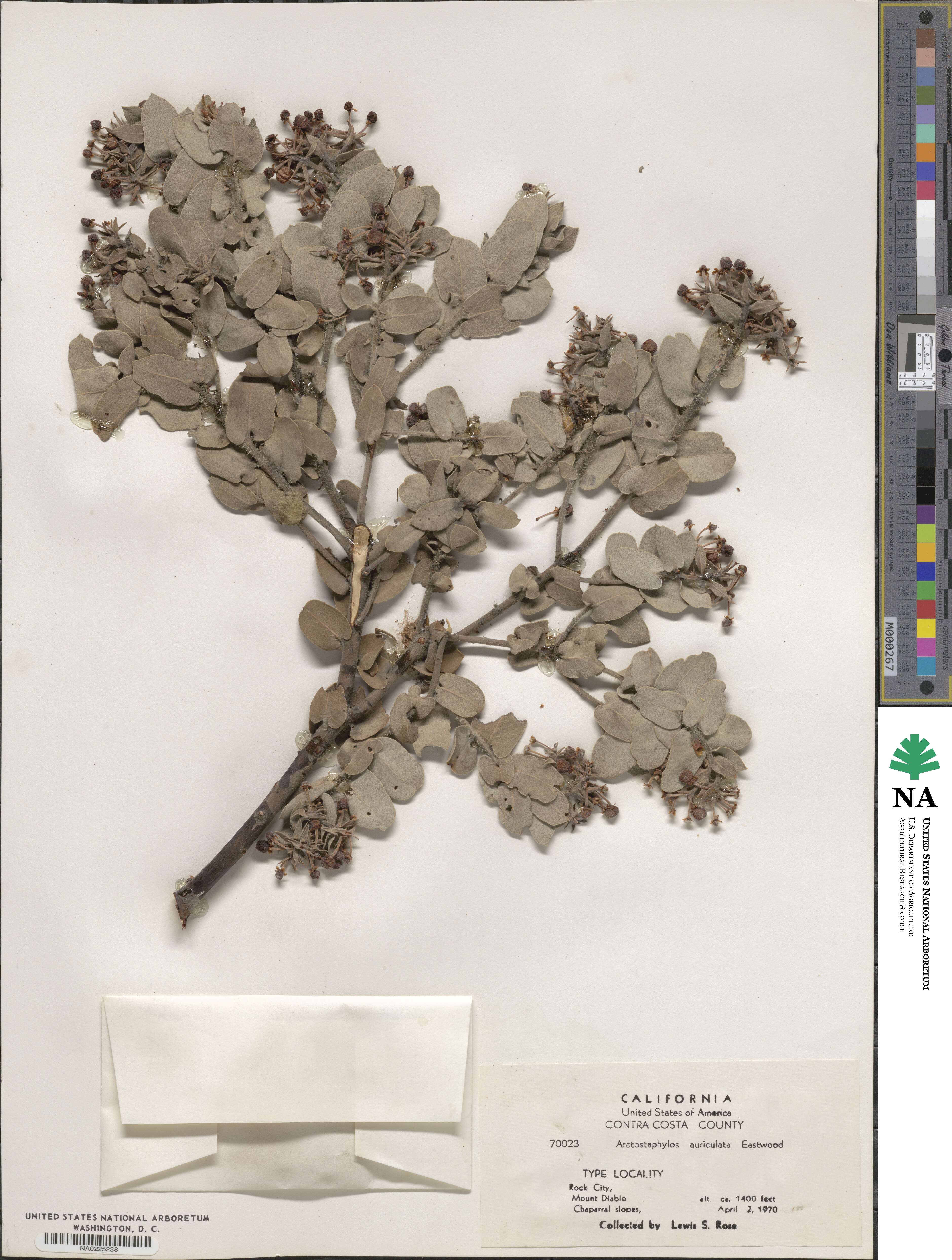 Arctostaphylos auriculata image