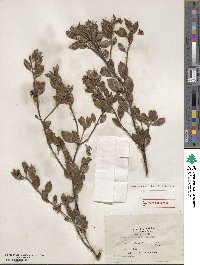 Arctostaphylos bakeri image