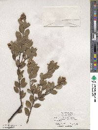 Arctostaphylos bakeri image