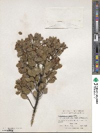 Arctostaphylos bakeri image