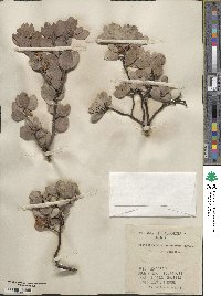 Arctostaphylos canescens image