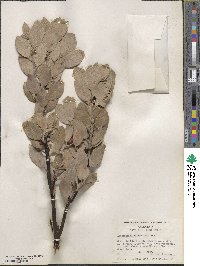 Arctostaphylos canescens image