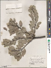 Arctostaphylos canescens image