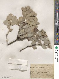 Arctostaphylos canescens image